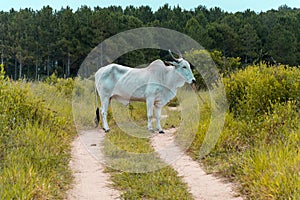 White bull at the middle of a grass pathway