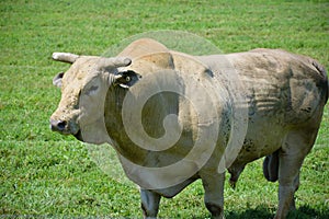 Rodeo white Bull Cowtown New Jersey photo