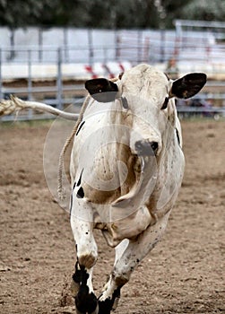 White bull running.