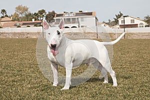 White Bull Terrier Posing on lawn