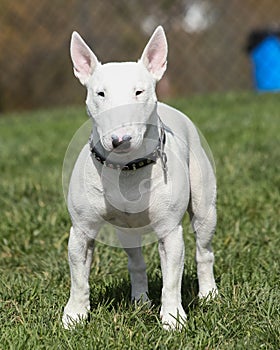 White bull terrier posing at the park photo