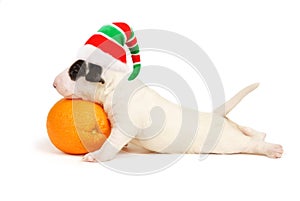 White Bull Terrier Puppy in a cap of the Xmas elf.