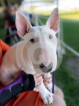 White bull terrier puppy sitting on a lap