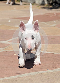 White bull terrier puppy walking