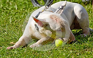 White Bull Terrier is a sporting breed of dog