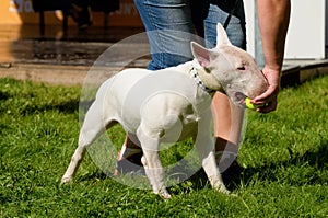 White Bull Terrier is a sporting breed of dog