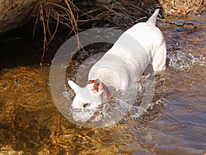 White Bull Terrier in the water