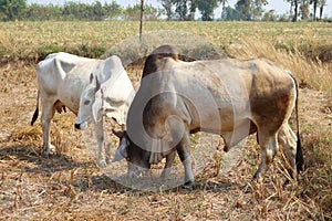 White Bull Tricky release natural food.