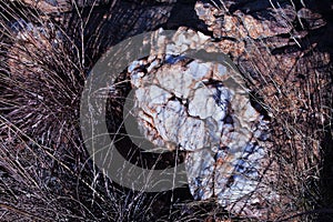 WHITE BULSKOP QUARTZITE ROCK WITH DRY GRASS