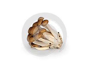 White buna-shimeji mushroom