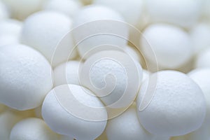 Cute and tiny white Bunapi-shimeji mushrooms close up to the head photo