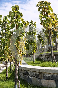 White bunch grapes hang on a vine bush