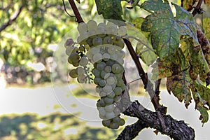 White bunch of grapes
