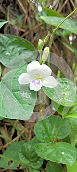 White bungan with leaves moistened with water on it.