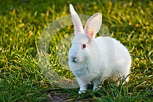 White bunny photo