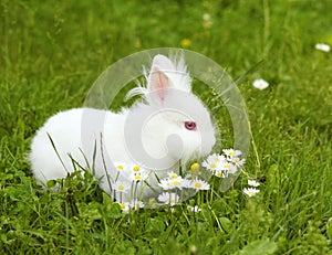 White bunny