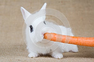 White bunny with carrot, isolated