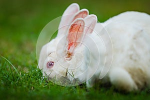 White Bunny eating grass