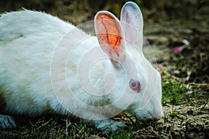 White Bunny eating grass