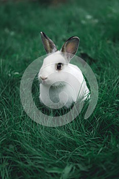 White bunny in the grass