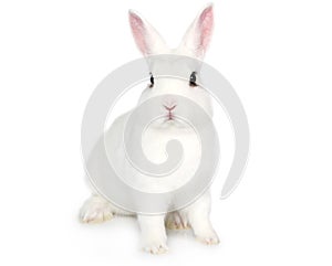 White Bunny isolated on white