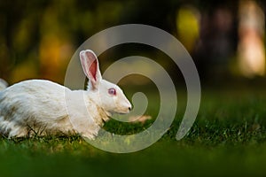 White Bunny laying watching