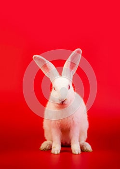 White bunny portrait on red background with copyspace. easter bunny portrait on festive red background