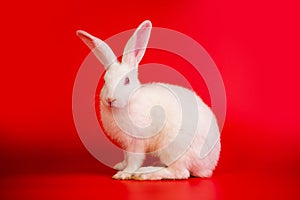 White bunny portrait on red background with copyspace. easter bunny portrait on festive red background