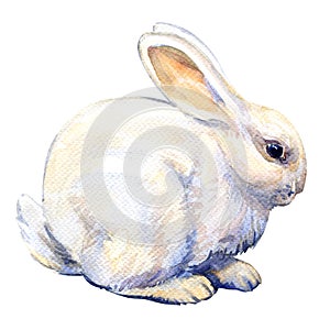 White bunny rabbit isolated, watercolor illustration