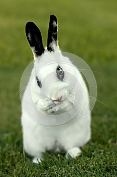 White Bunny Rabbit Outdoors in Grass