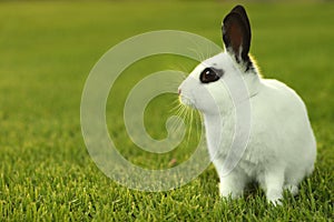 White Bunny Rabbit Outdoors in Grass