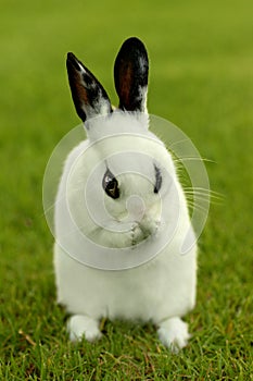 White Bunny Rabbit Outdoors in Grass