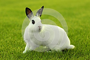 White Bunny Rabbit Outdoors in Grass