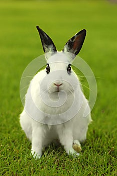 White Bunny Rabbit Outdoors in Grass