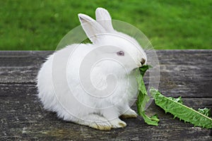 White bunny rabbit outdoors. Little, cute, sit and eat leav in garden photo