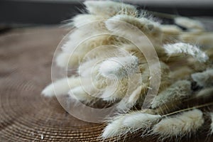 white bunny(rabbit) tail grass, lagurus dry flower bouquet on wooden background.