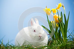 White bunny sitting beside easter eggs resting in daffodils