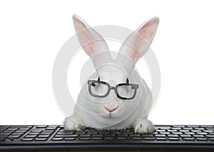 White bunny wearing glasses on computer keyboard