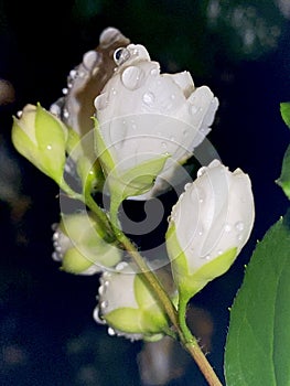 White burgeon with rain drops