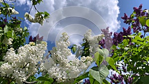 White and burgundy flowers of spring lilac on the background of the blue sky.