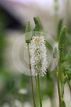 White burnet Sanguisorba canadensis white flowers and buds