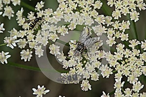 White  burnet-saxifrage flowers with flies