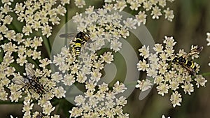 White  burnet-saxifrage flowers with flies