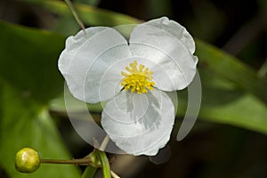 White burr-reed flower in a New Hampshire swamp.