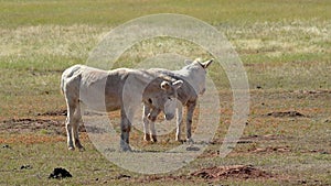 White Burros in Custer State Park, South Dakota