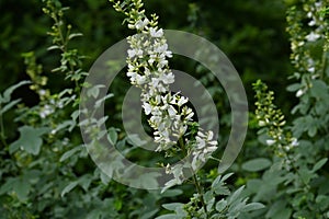 White bush clover  Lespedeza japonica  flowers.