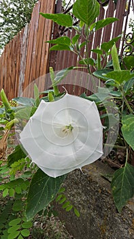 White bush flower Brugmansia with buds, Angel`s trumpets, close