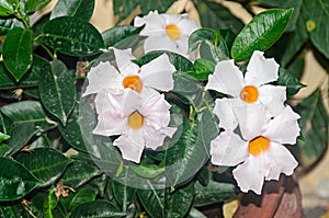 White bush flowers Mandevilla or Dipladenia, close up. Dogbane family, Apocynaceae rocktrumpet
