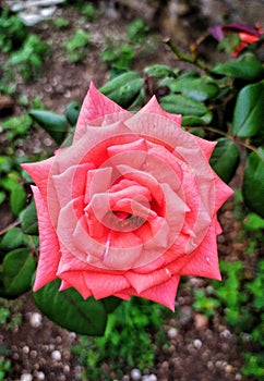 White butiful flower