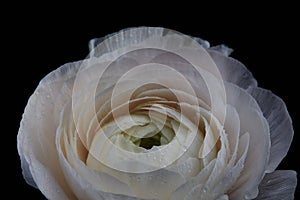 A white buttercup with drops on a black background. A greeting card